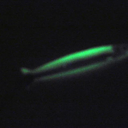 Silver Horde / Gold Star Silver Horde Coho Killer UV (світиться в ультрафіолеті та в темряві), білий/зелений (світиться в темряві та ультрафиолете), 5 г, блесна коливалка (колебалка) #3004