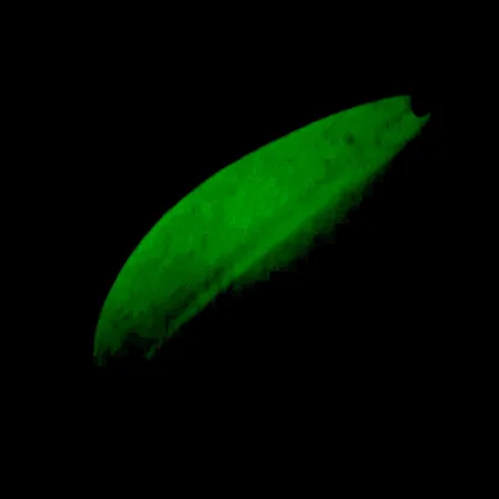 TODDCO Main liner UV (світиться в ультрафіолеті та в темряві), білий/жовтий/нікель, 21 г, блесна коливалка (колебалка) #5698