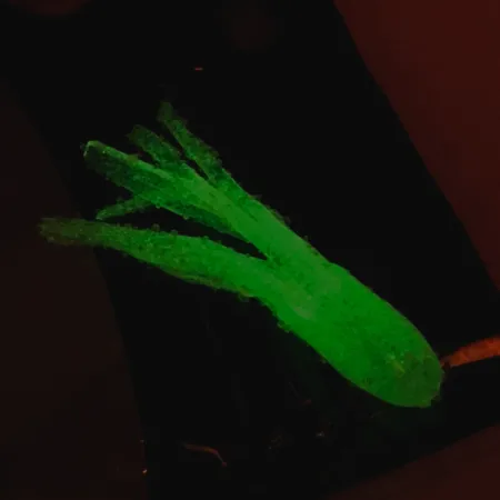 Bass Pro Shops, силікон (світиться в темряві), білий Glow - світиться в темряві, до рибалки #6094